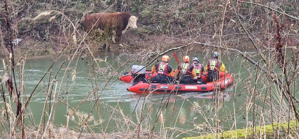 Team effort as crews rescue bull from River Teme
