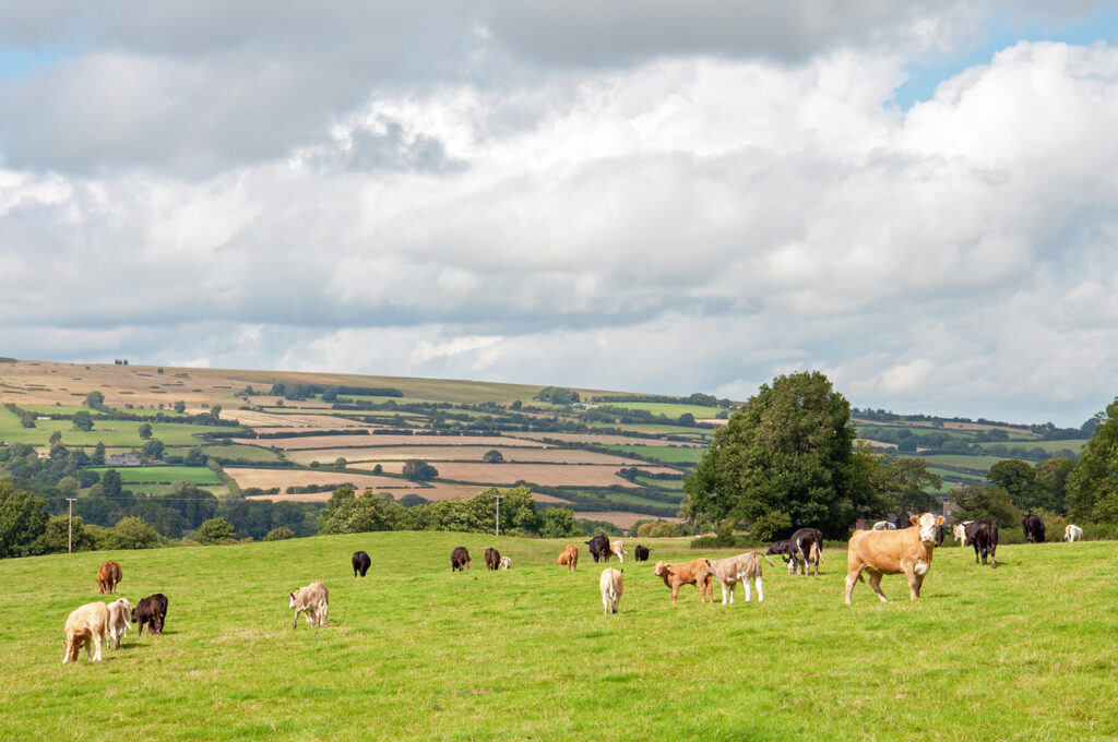 Image of farmland with cows grazing in a filed in the foreground and hills in the distance.